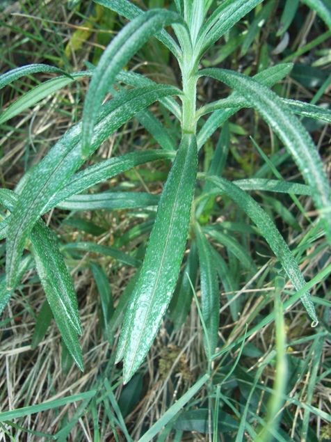 Lithodora rosmarinifolia